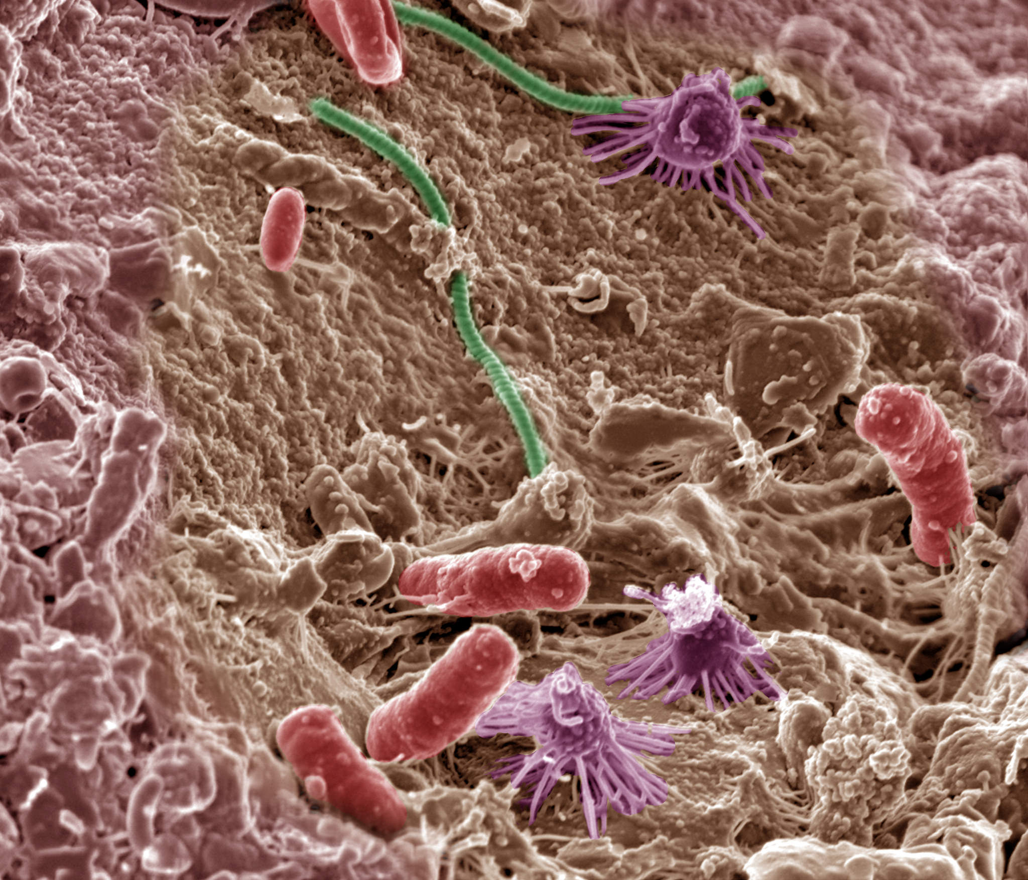 Организмы разрушающие бактерии