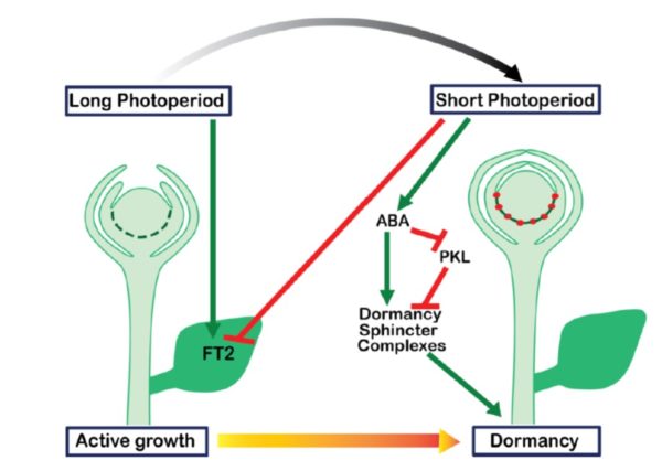 Photoperiodic control of seasonal growth is mediated by ABA acting on ...