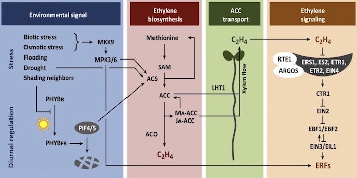 Review: The Pivotal Role Of Ethylene In Plant Growth (Trends Plant Sci ...