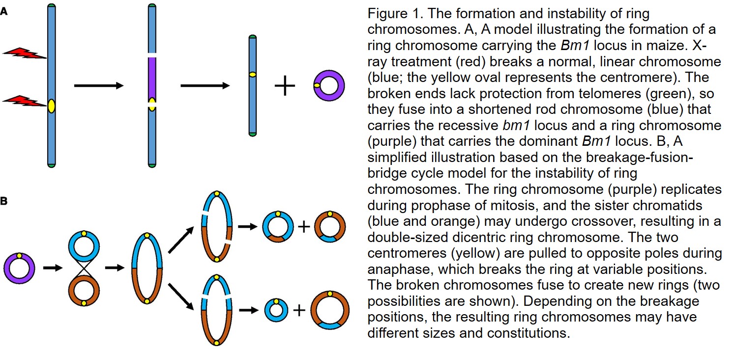 Ring chromosome 14 syndrome: MedlinePlus Genetics