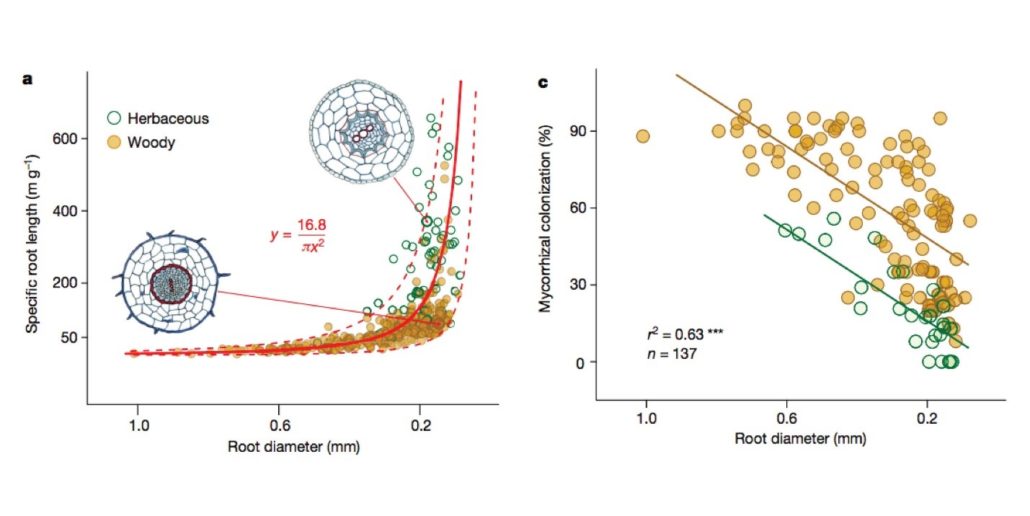 Life At Roots Analysis Evolutionary history resolves global organization of root functional ...