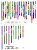 Plantae | The subgenomes of polyploid plants evolve at different rates ...