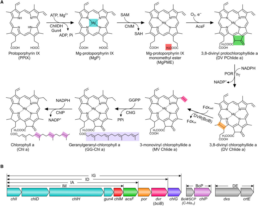 Complete enzyme set for chlorophyll biosynthesis in Escherichia coli