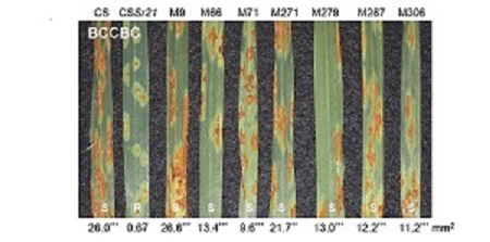Identification and characterization of wheat stem rust resistance gene ...