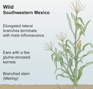 symbiosis cereals arbuscular insight mycorrhizal domestication phytol improvement impact crop plantae