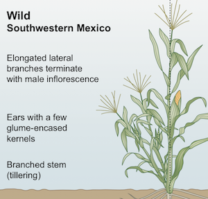 Insight: The impact of domestication and crop improvement on arbuscular ...
