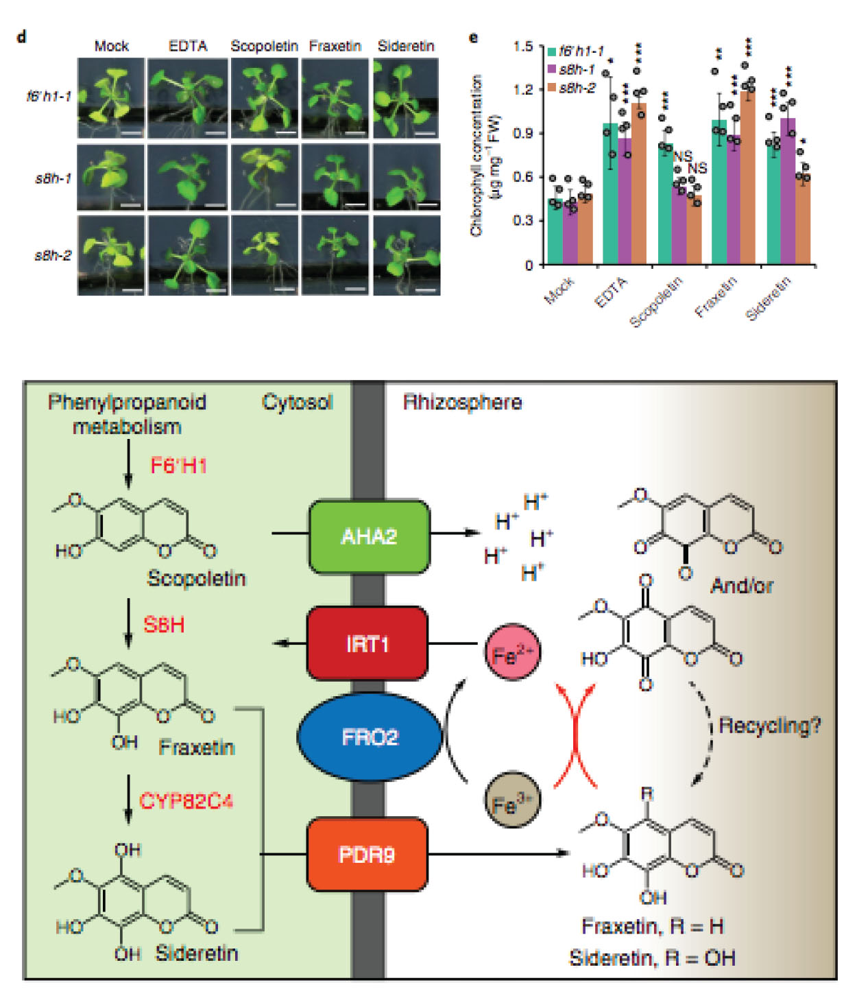 Biosynthesis of redox active metabolites in response to iron deficiency ...