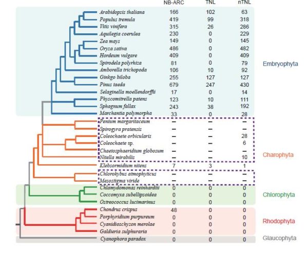 Plant R. Gene Origin of Plant R Genes | Plantae