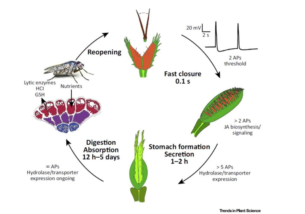 Review Venus Flytrap How an excitable, carnivorous plant works () (Trends Plant Sci) Plantae
