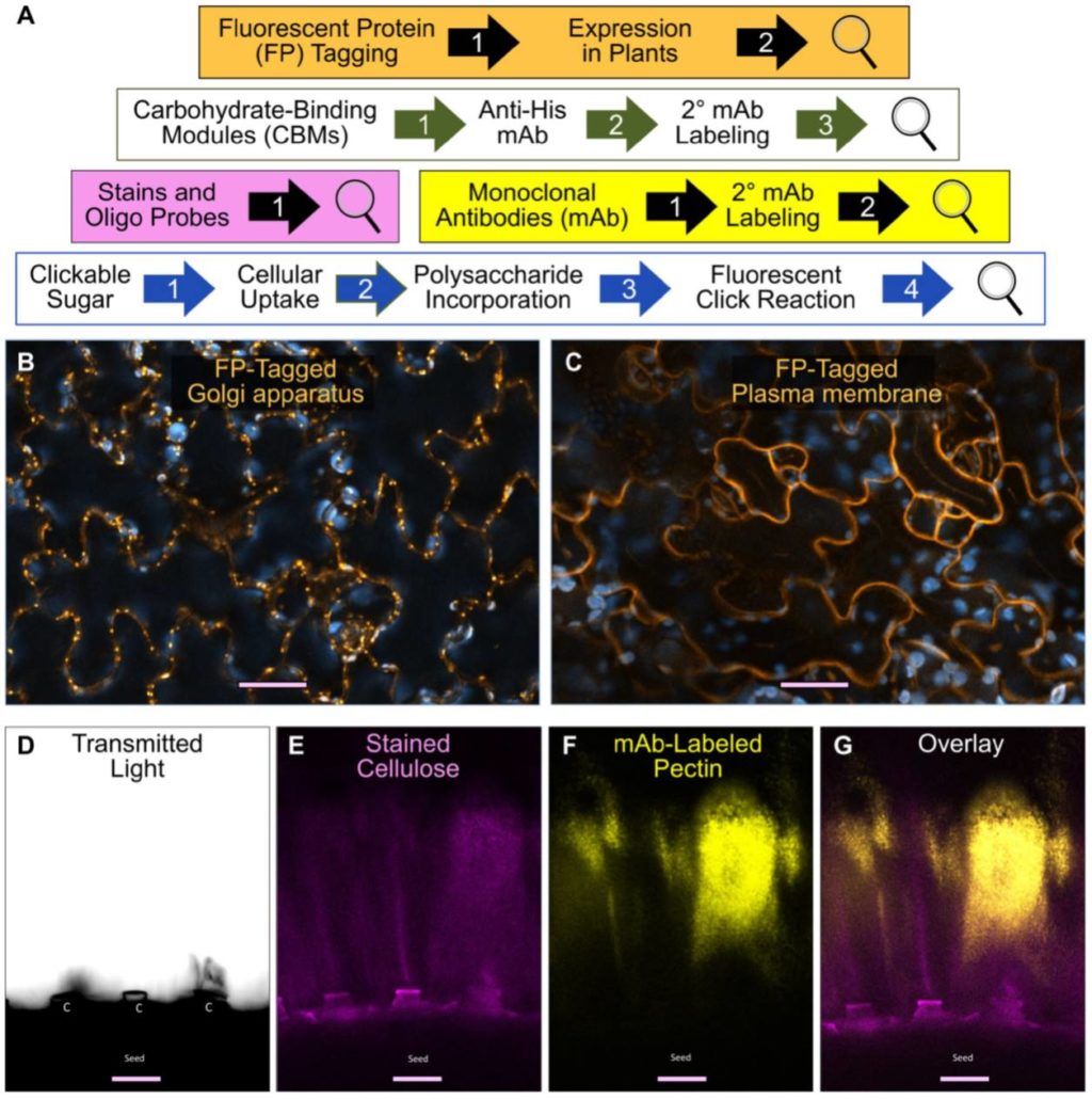 update-monitoring-polysaccharide-dynamics-in-the-plant-cell-wall-plantae
