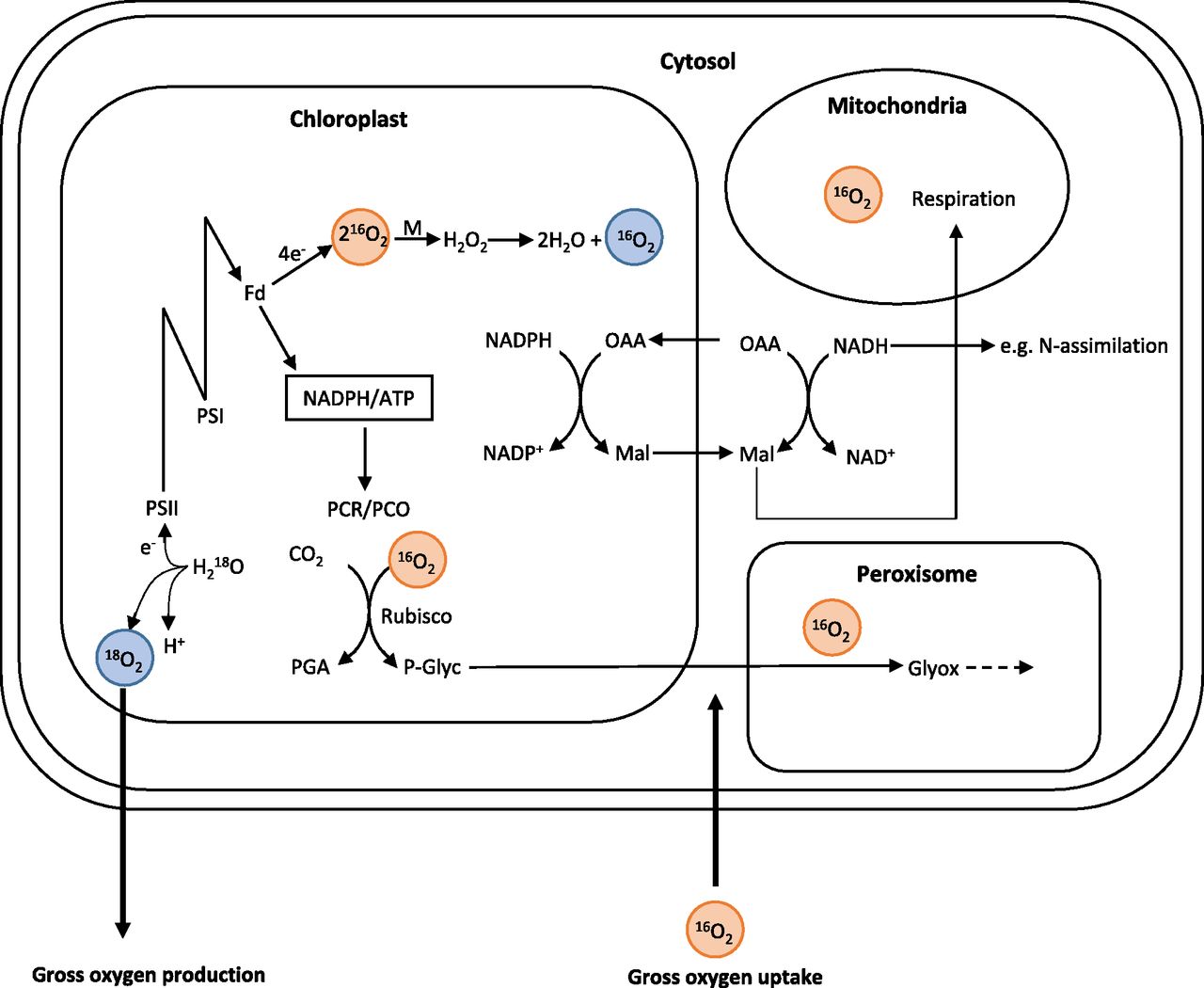 Oxygen production clearance