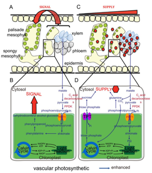 Review: C4-like photosynthesis has important functions in C3 plant ...