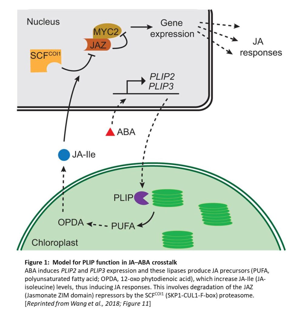 The Lipase Link Abscisic Acid Induces PLASTID LIPASES, Which Produce