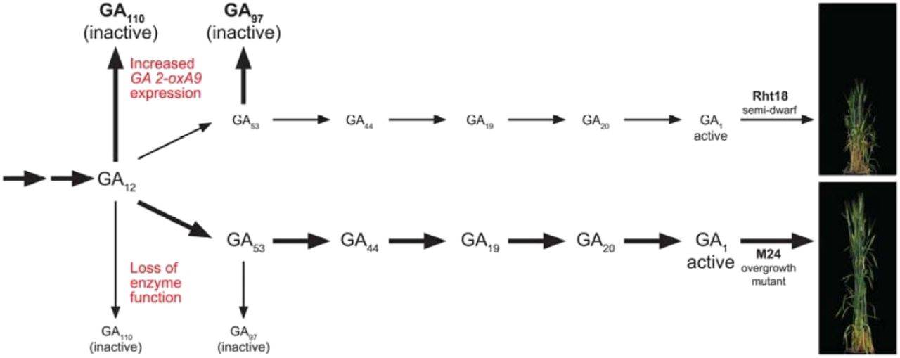 The Long and the Short of It: GA 2-oxidaseA9 Regulates Plant Height in ...