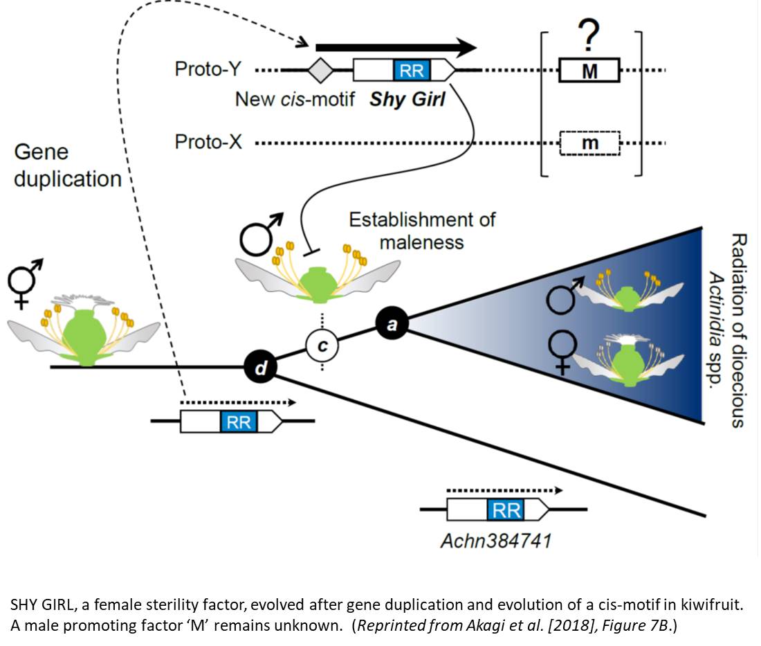 Plantae | Open Access Shy Girl Gives Kiwifruit Male Flowers | Plantae