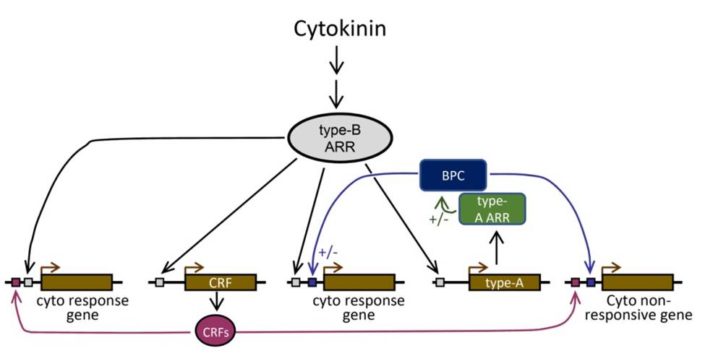 Role Of BASIC PENTACYSTEIENE Transcription Factors In A Subset Of ...