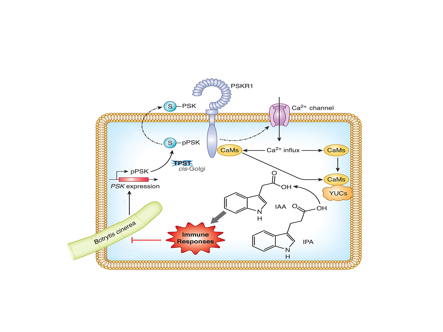 Plantae | Small Peptide PSK Induces Plant Immunity Against Botrytis