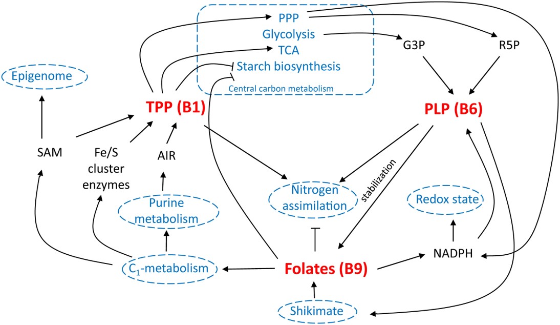 Review: Toward Eradication of B-Vitamin Deficiencies: Considerations ...