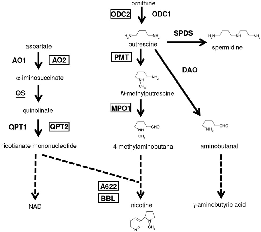 Genomic Insights into the Evolution of the Nicotine Biosynthesis ...