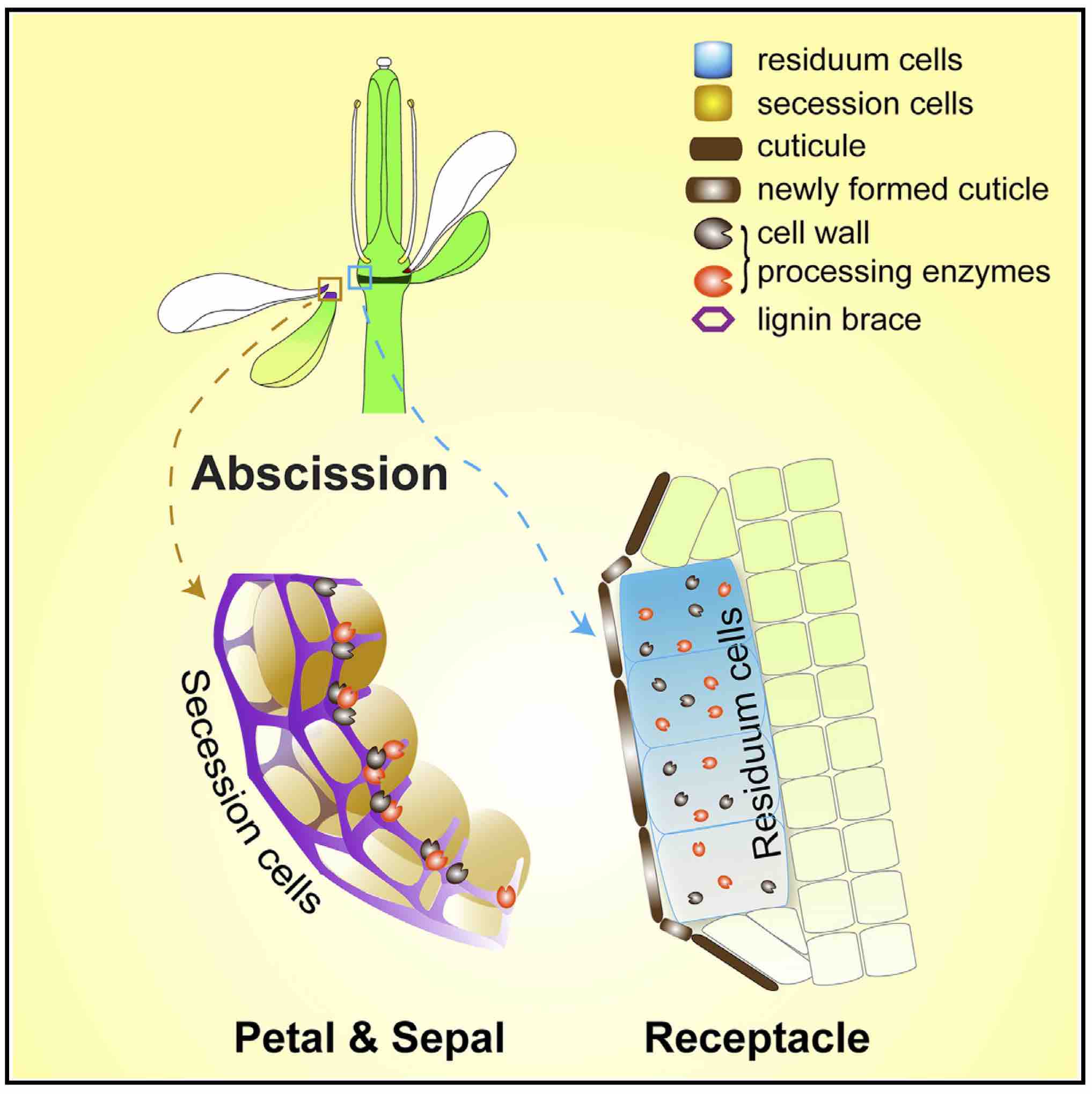 Discarding unwanted organs is a highly regulated process in plants ...