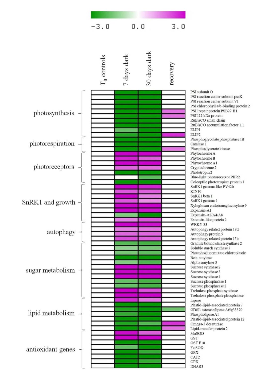 How Does a Plant Tolerate Prolonged Darkness? Plantae