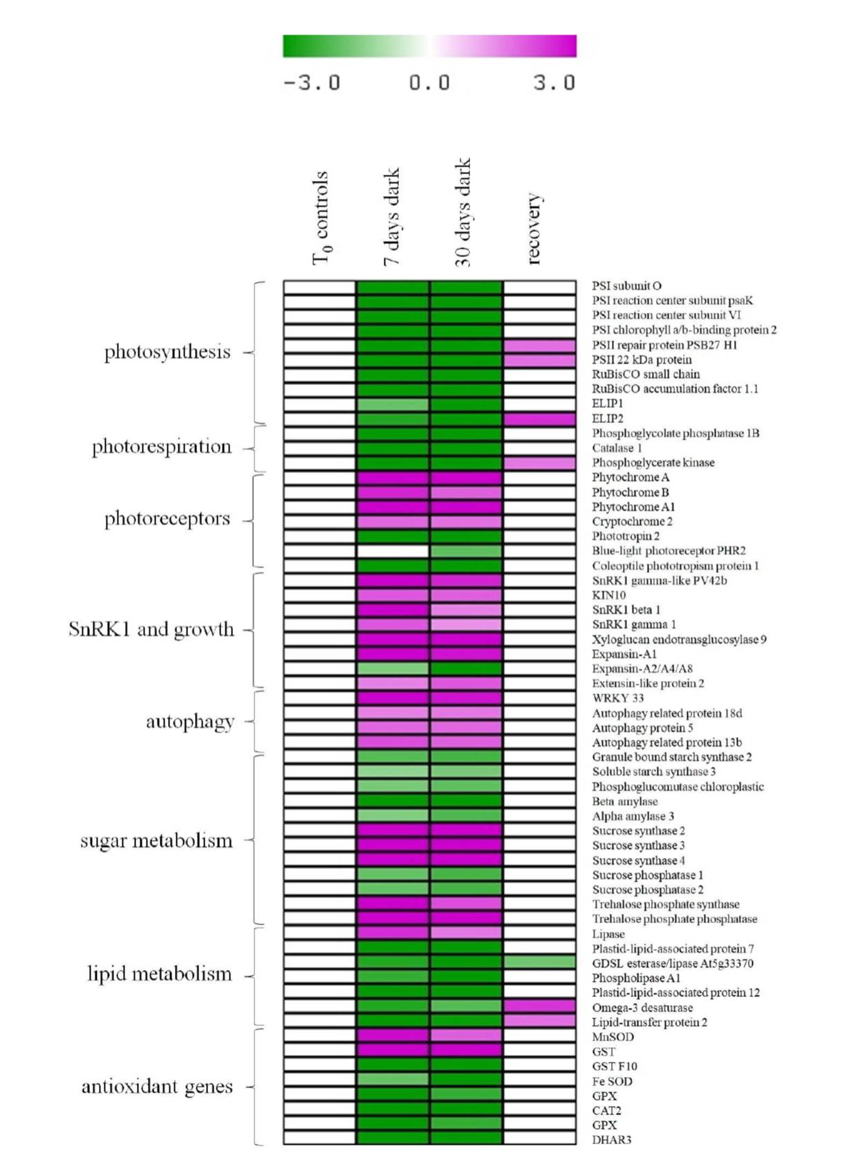 How Does a Plant Tolerate Prolonged Darkness? Plantae