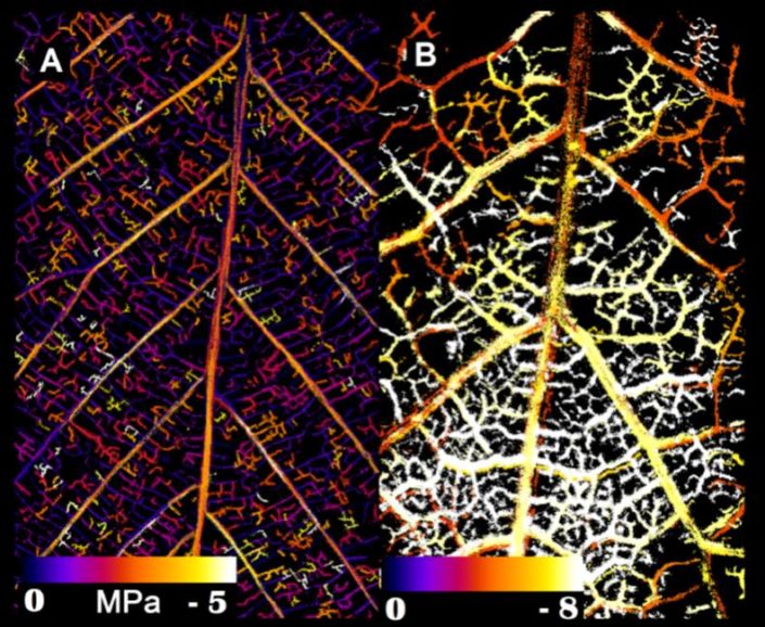 Low Xylem Vulnerability in Oaks Plantae