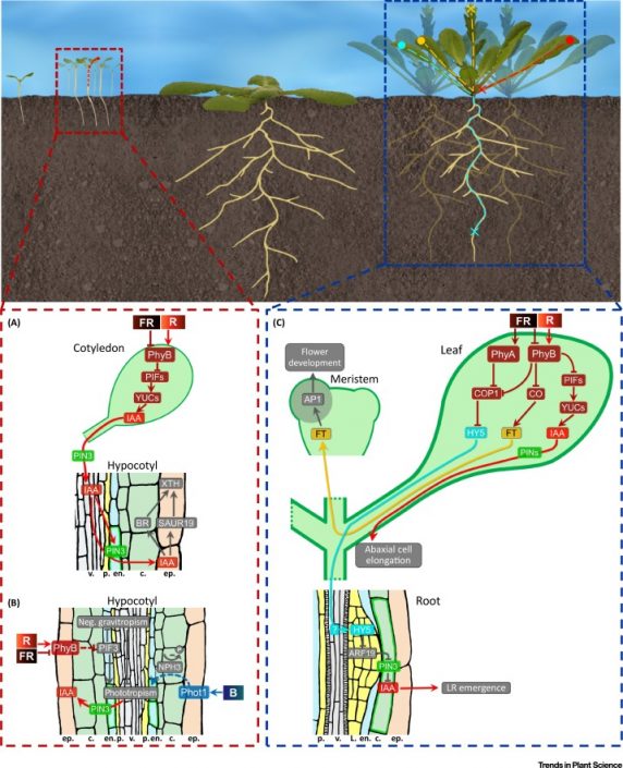 Opinion. Location matters: Canopy light responses over spatial scales ...