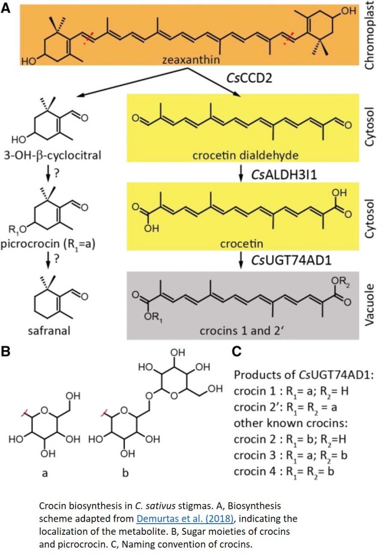 Subcellular Spice Trade Routes: Crocin Biosynthesis in the Saffron ...