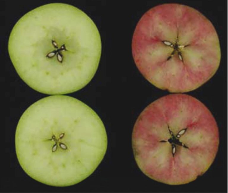 How Ethylene Reddens Apples Plantae