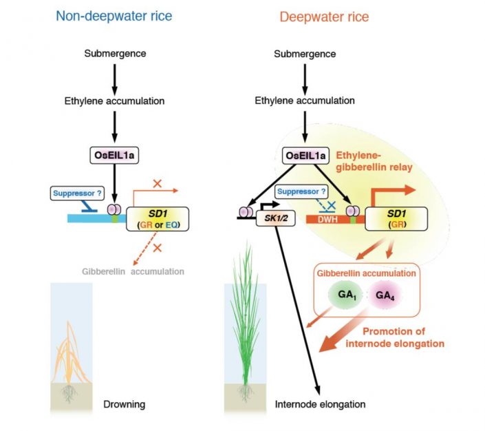 Ethylene-gibberellin Signaling Underlies Adaptation Of Rice To Periodic ...