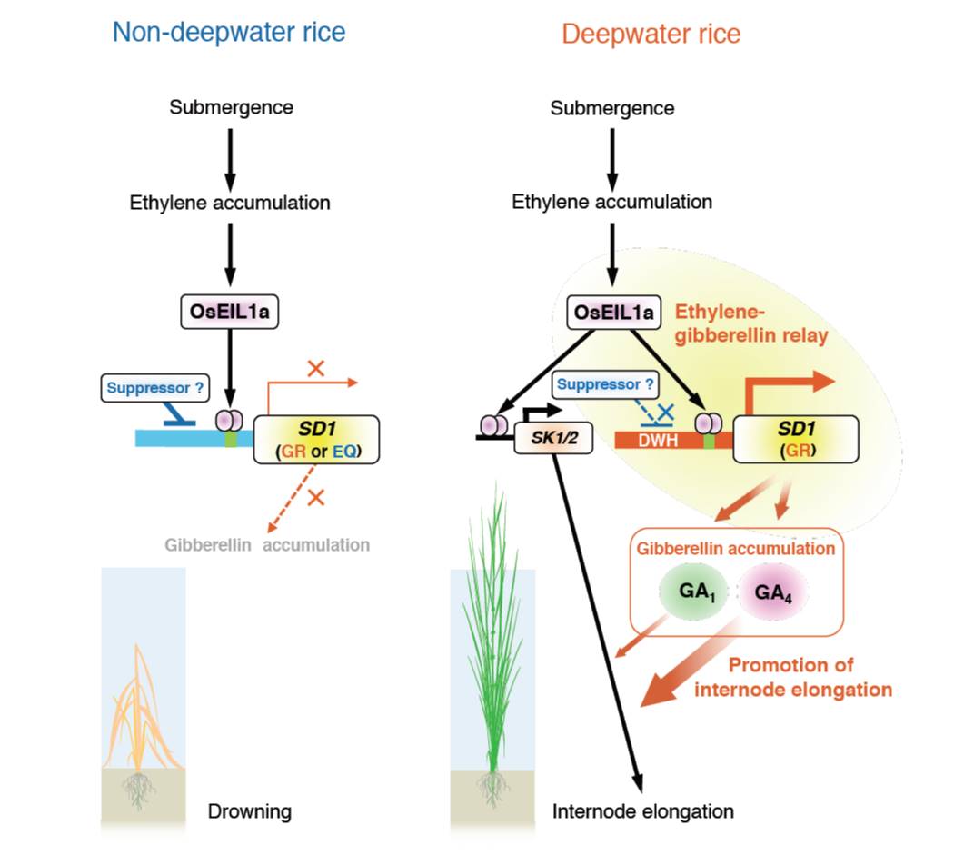 Ethylene-gibberellin Signaling Underlies Adaptation Of Rice To Periodic ...