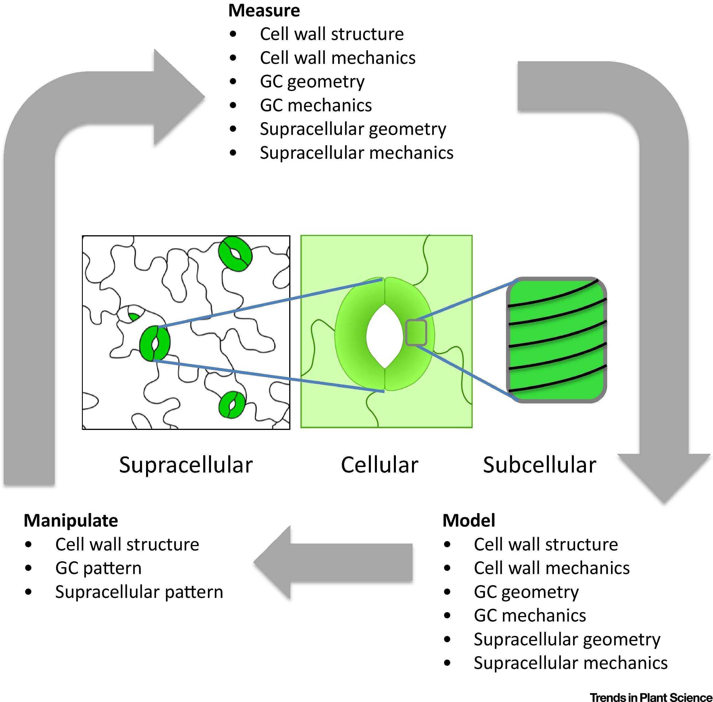 Plantae Review Models And Mechanisms Of Stomatal Mechanics Tips Plantae