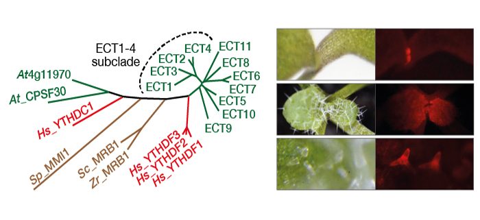 The m6A reader MhYTP2 negatively modulates apple Glomerella leaf spot  resistance by binding to and degrading MdRGA2L mRNA - Guo - Molecular Plant  Pathology - Wiley Online Library