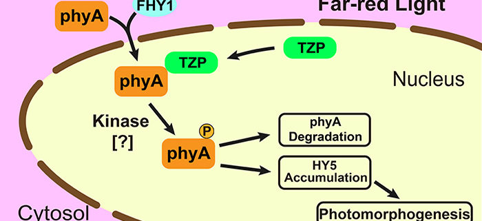 Plantae A New Player In Plant Respose to Far red Light Plantae