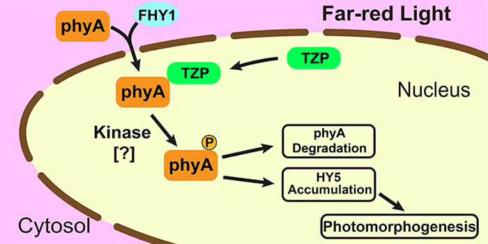 Plantae A New Player In Plant Respose to Far red Light Plantae