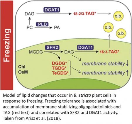 Structure and growth of plant cell walls