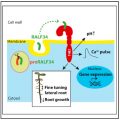 Receptor kinase THESEUS1 is a RALF 34 receptor with roles in lateral ...