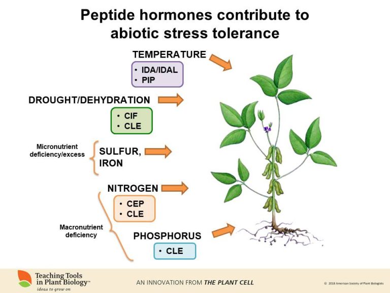 New Teaching Tool, “Small and mighty, peptide hormones in plant biology