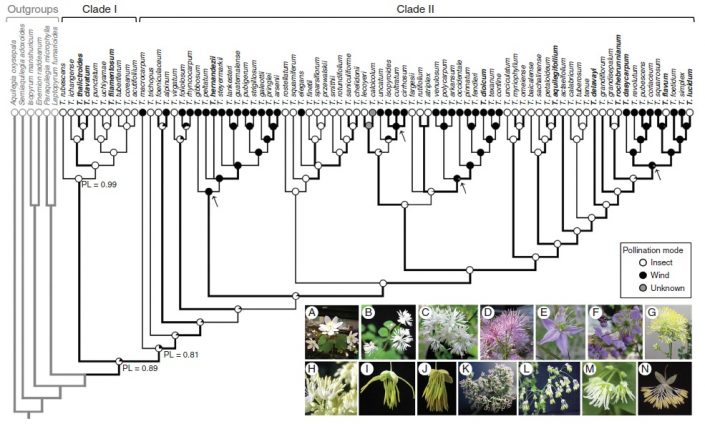 The fate of scent in insect- vs. wind-pollinated flowers ($) (Ann. Bot ...