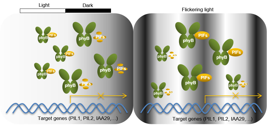 Plantae  Phytochrome B has Two Weapons to Disable its Interacting