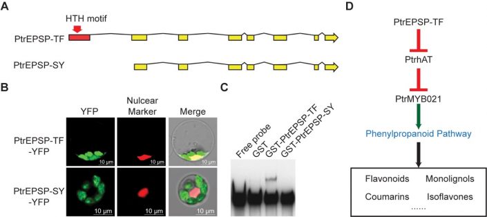 Old Gene, New Function | Plantae