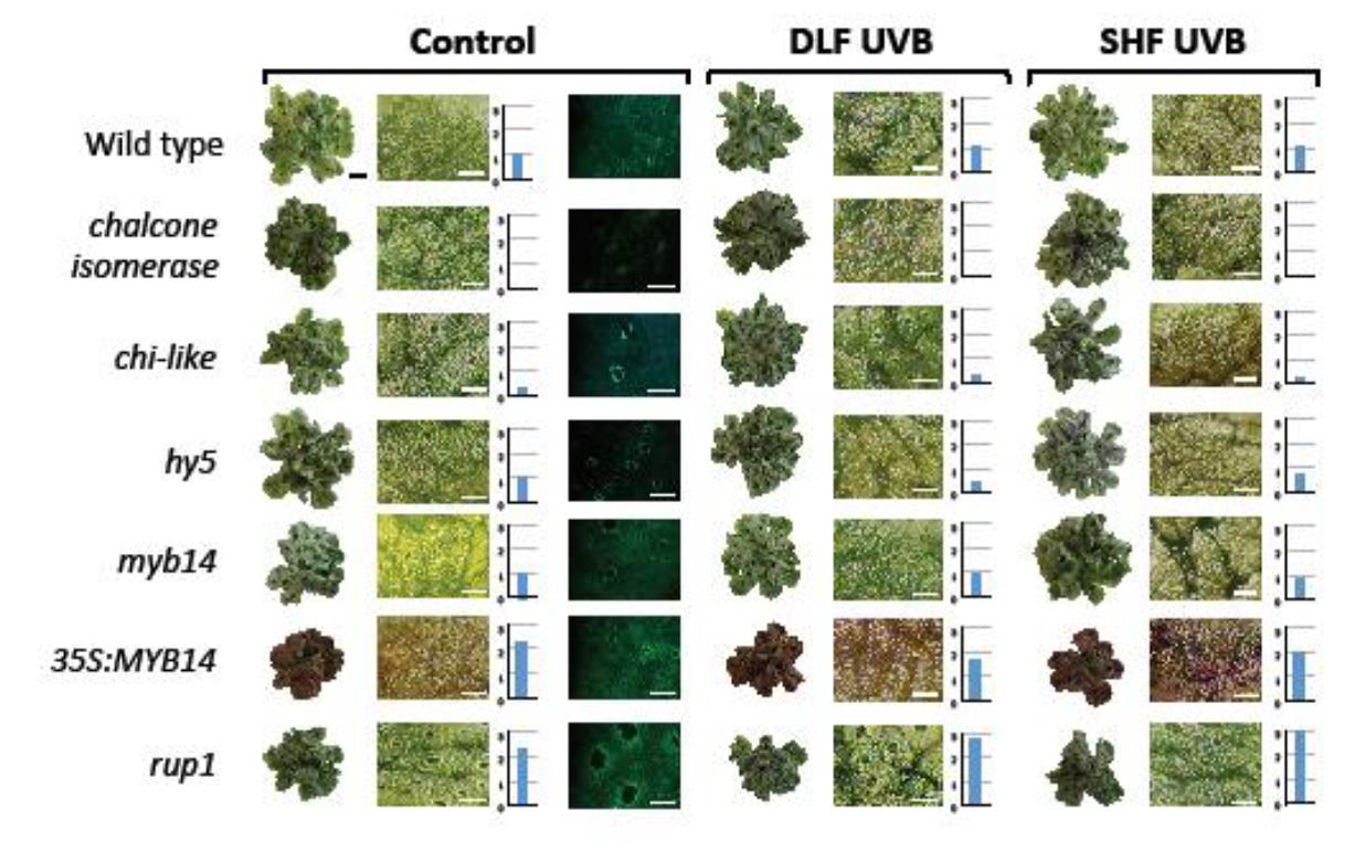 A conserved role for flavonoids in the protection of plant tissues from