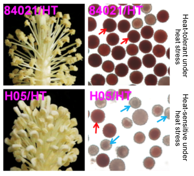 Handling the Heat Methylome Variation Underlying Heat Tolerance in