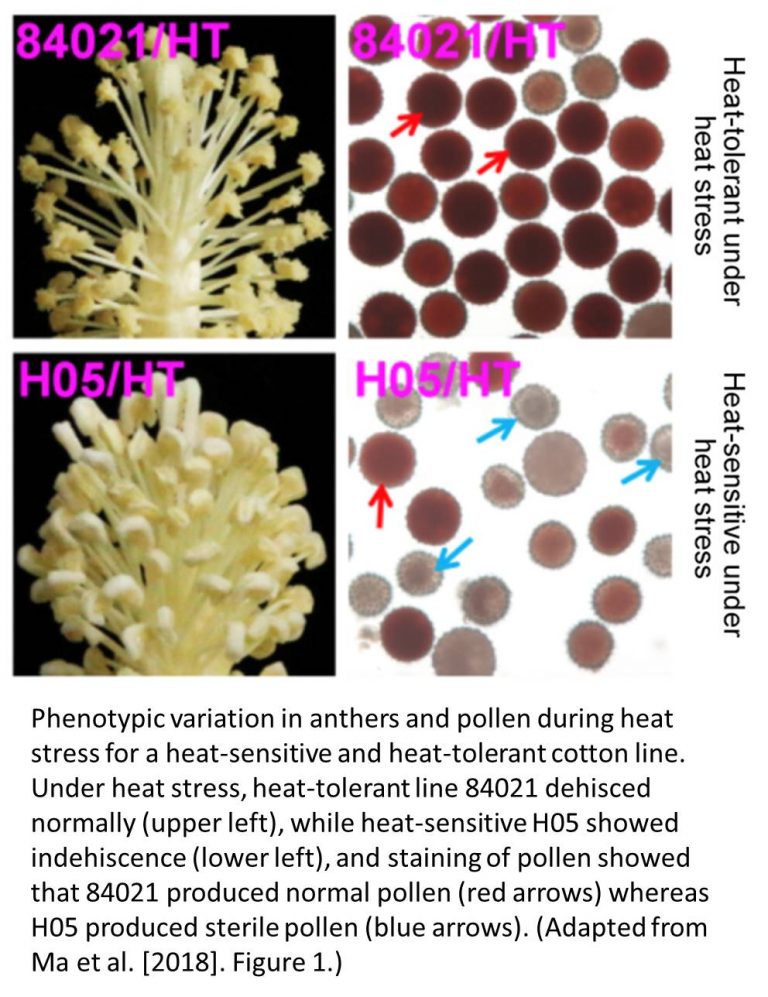 Handling the Heat Methylome Variation Underlying Heat Tolerance in Cotton Plantae