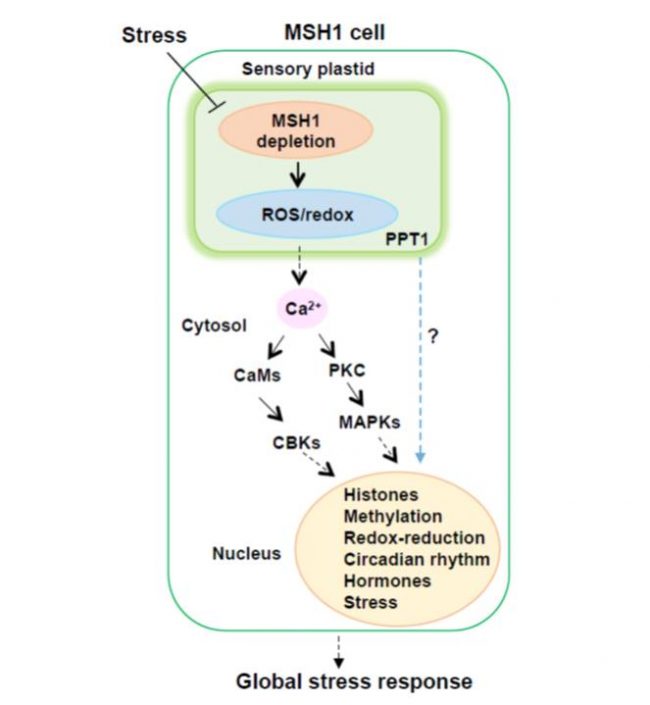 Plantae | Sensory Plastids: a Novel Form of Specialized Plastid | Plantae