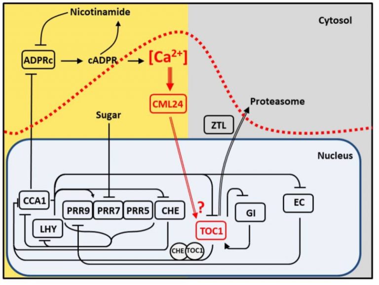 Circadian oscillations of cytosolic free calcium regulate the ...