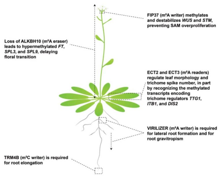 Review: New insights into the plant epitranscriptome ($) (J. Exp. Bot ...