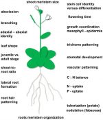 Plantae | Special Issue: Long-distance signaling ($) (Plant Cell ...