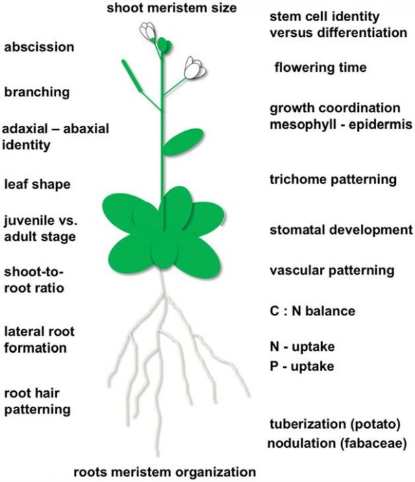 Long-Distance Systemic Signaling and Communication in Plants by František Baluška